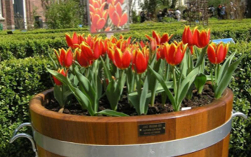 5 voordelen van een houten plantenkuip